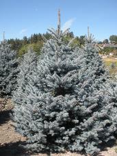 Colorado Spruce